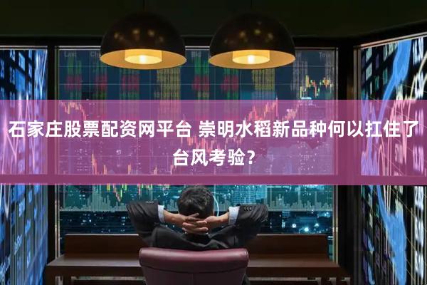 石家庄股票配资网平台 崇明水稻新品种何以扛住了台风考验？